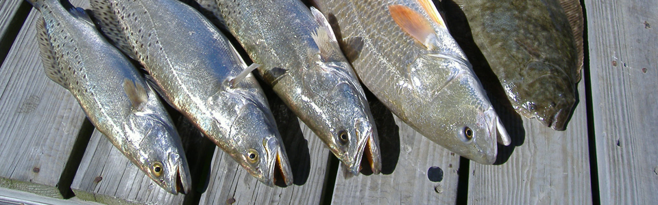 Trophy Trout, Redfish, Flounder and more
